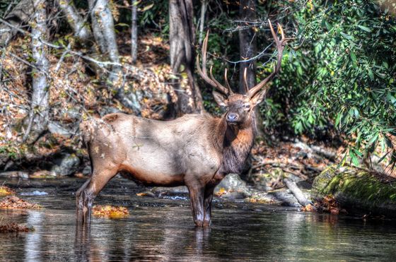 Great Smoky Mtns National Park
