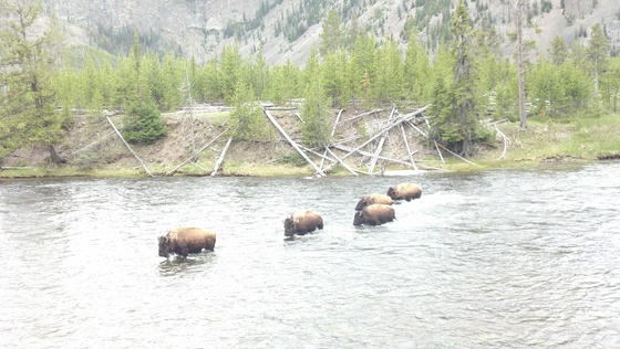 Yellowstone National Park
