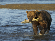 Katmai National Park