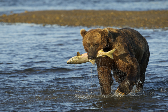 Katmai National Park