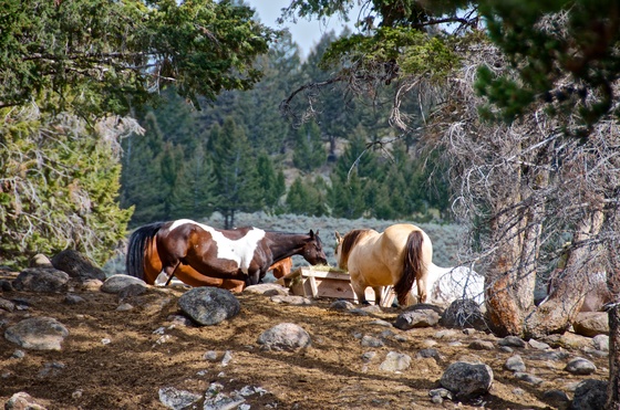 Yellowstone National Park