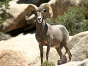 Joshua Tree NP