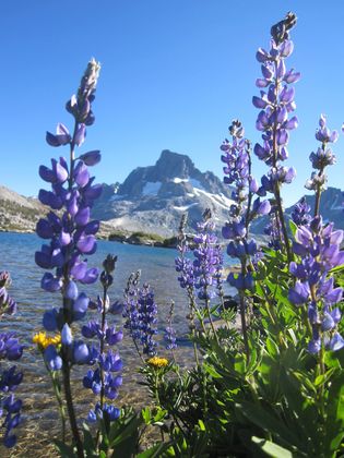 Inyo National Forest