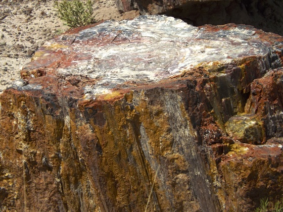 Petrified Forest/Painted Desert