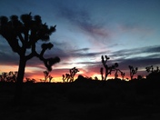 Joshua Tree National Park