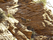 Zion National Park