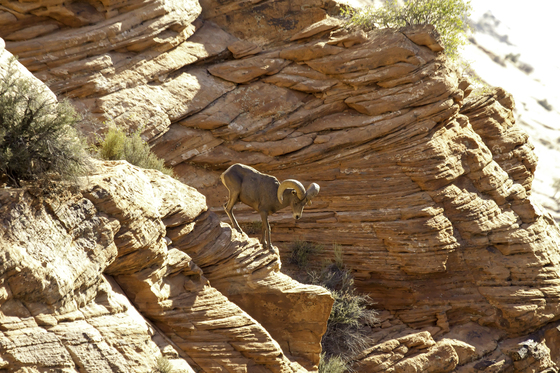 Zion National Park