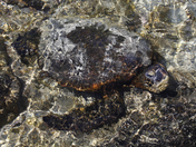 Pu`uhonua O HÅnaunau National Park