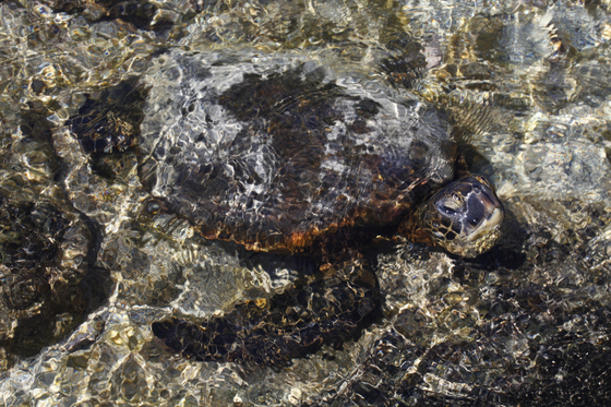 Pu`uhonua O HÅnaunau National Park