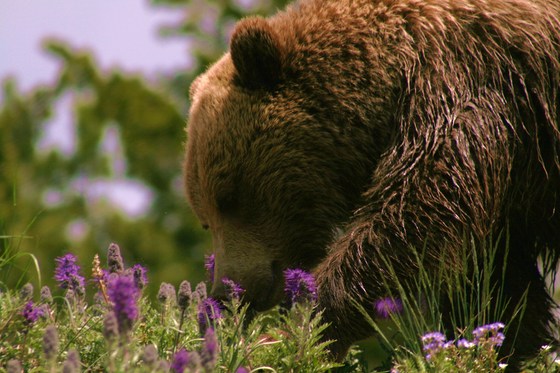 Yellowstone National Park