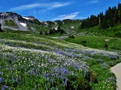 Mt. Rainier National Park