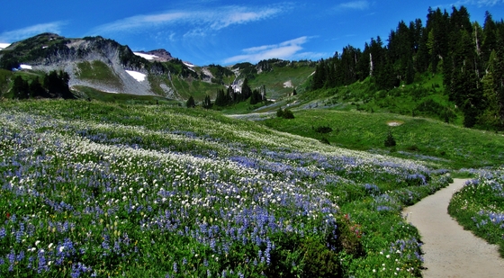 Mt. Rainier National Park