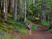 Olympic National Park 