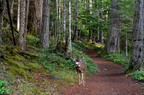 Olympic National Park 