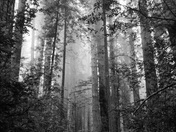 Redwood National Park
