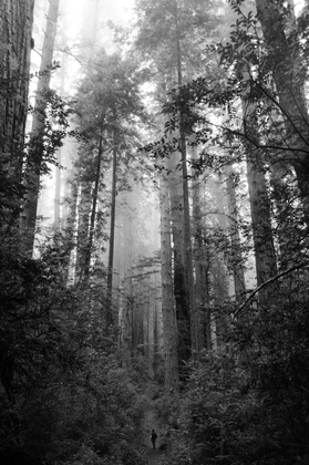 Redwood National Park