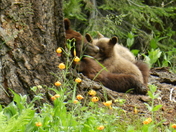 Sequoia/Kings Canyon California