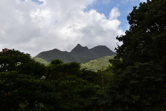 El Yunque National Forest