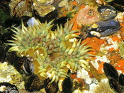 Channel Islands National Park