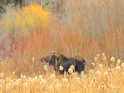 Bridger-Teton National Forest