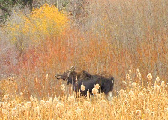 Bridger-Teton National Forest