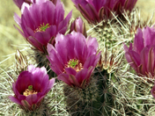 KOFA National Wildlife Refuge