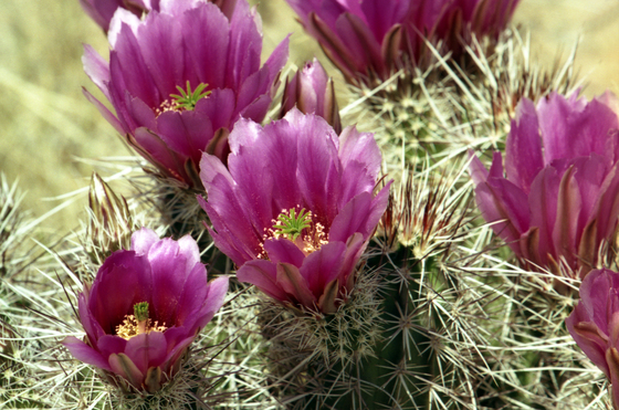 KOFA National Wildlife Refuge
