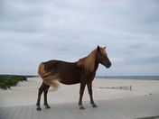 Assateague Island National Seashore