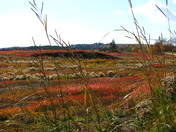 Blueberry fields forever