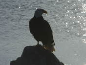 Clover Point Eagle