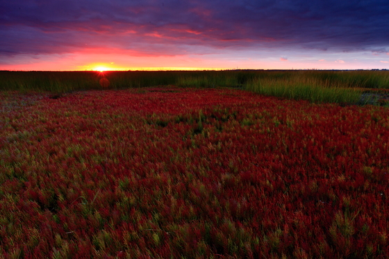 Jamaica Bay Wildlife Refuge
