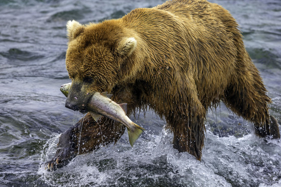 Katmai National Park and Preserve, Alaska