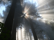 Redwood National Park