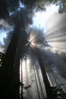 Redwood National Park