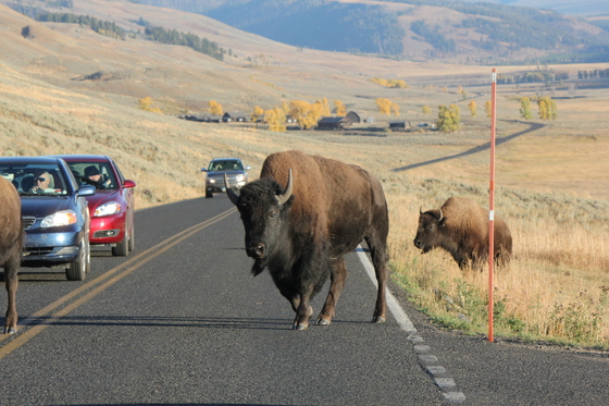 Yellowstone National Park