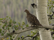 White River National Forest