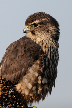 Edwin B. Forsythe NWR, Oceanville, NJ