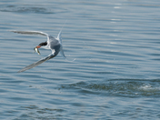 Edwin B. Forsythe NWR