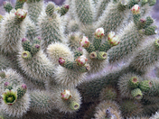 KOFA National Wildlife Refuge