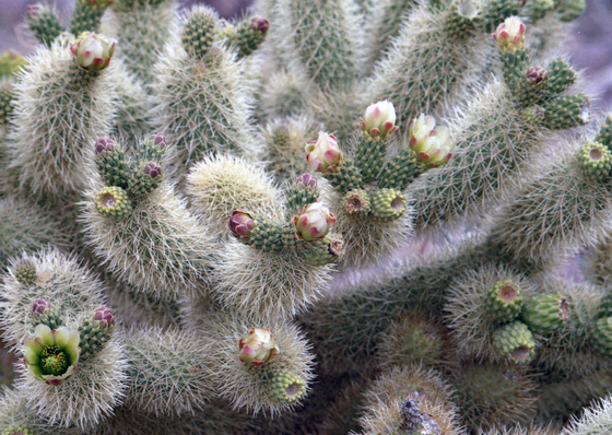 KOFA National Wildlife Refuge