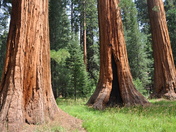 Sequoia National Park