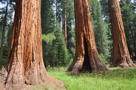 Sequoia National Park