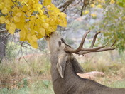 Zion National Park