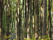 Shenandoah National Park