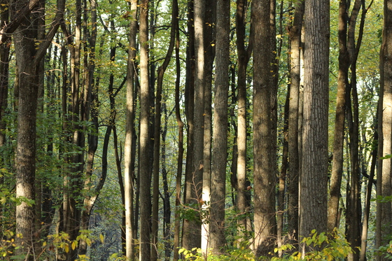 Shenandoah National Park