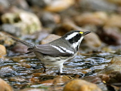 Laguna Atascosa National Wildlife Refuge