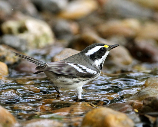 Laguna Atascosa National Wildlife Refuge