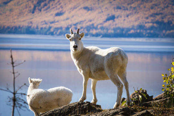 Chugach National Forest