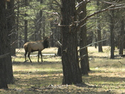 Kiabab National Forest 
