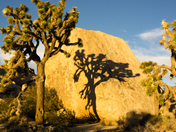 Joshua Tree National Park